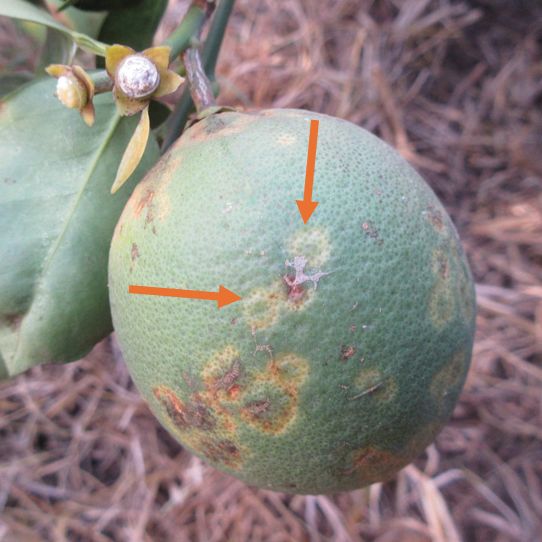 Example of citrus leprosis symptoms.