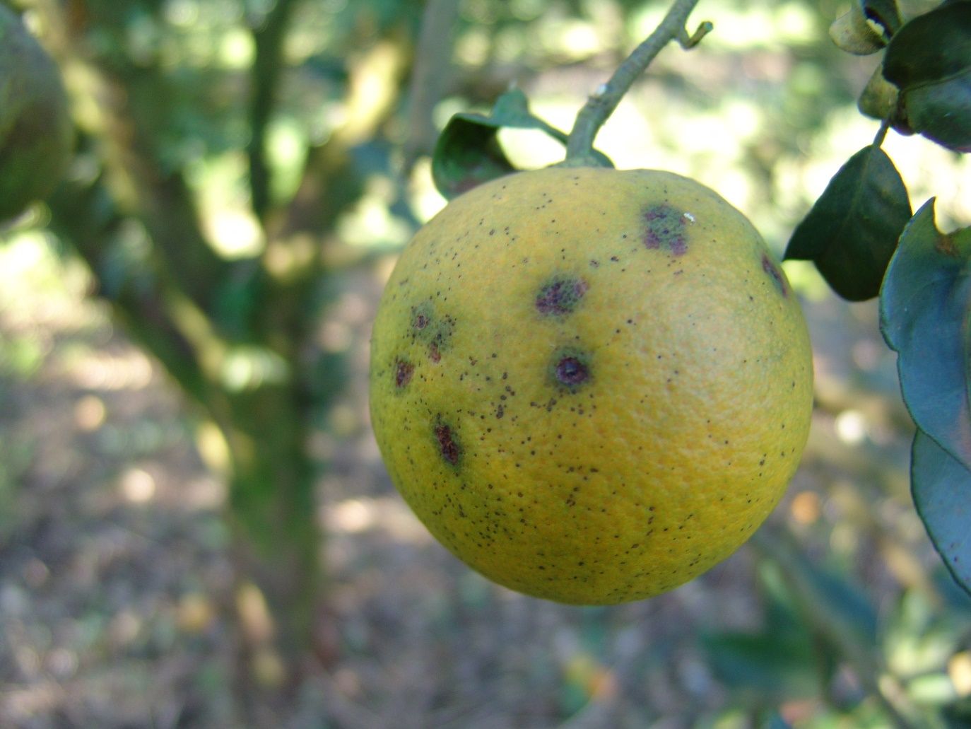 Example of citrus leprosis symptoms.