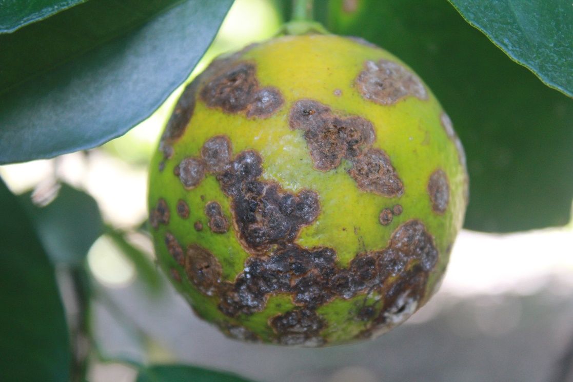 Example of citrus canker symptoms.