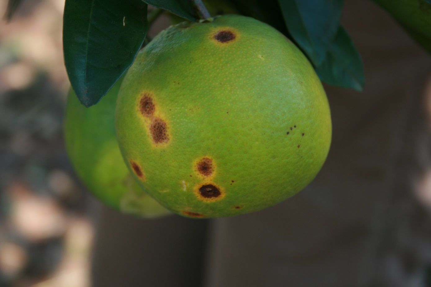 Example of citrus leprosis symptoms.