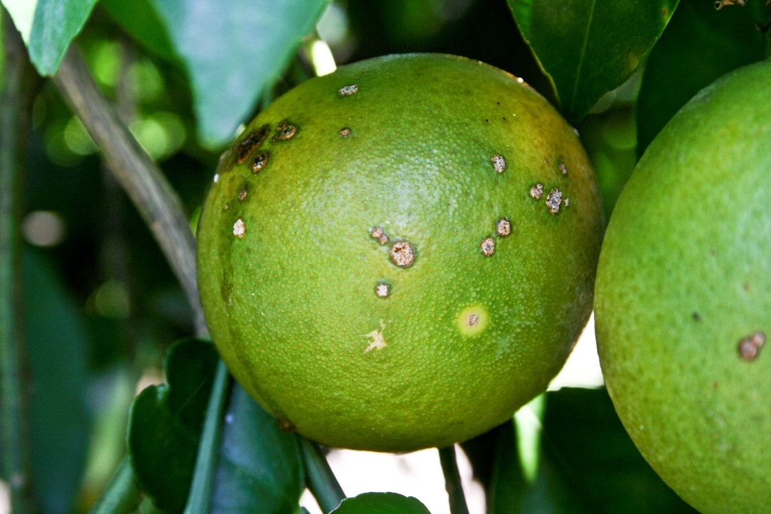 Example of citrus canker symptoms.