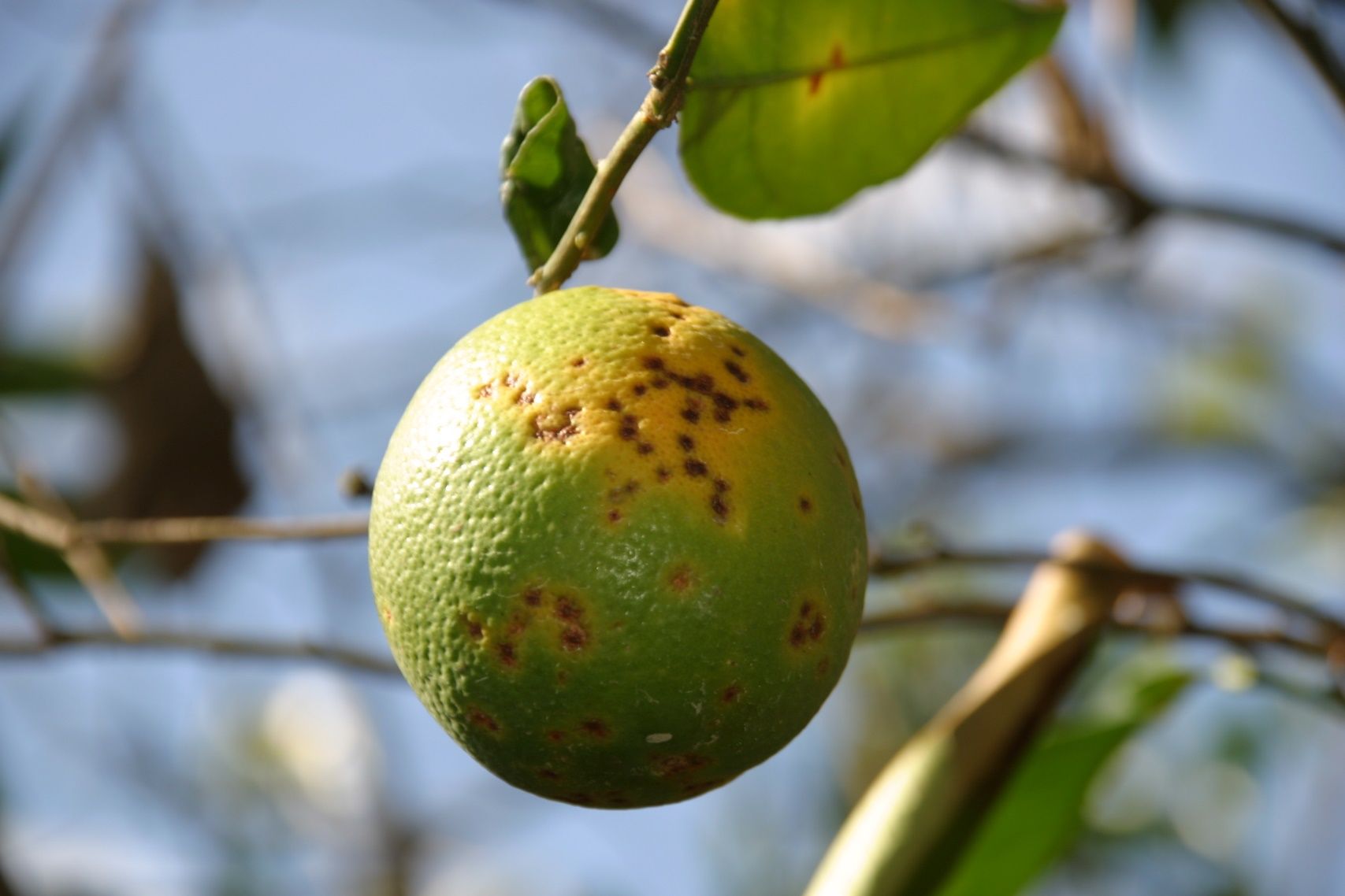 Example of citrus leprosis symptoms.