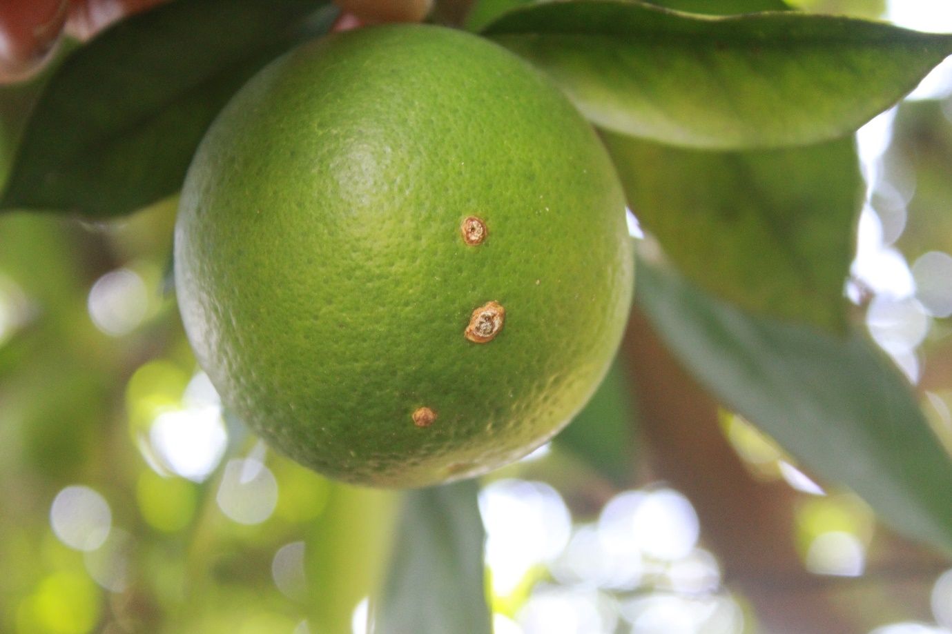 Young canker lesions.