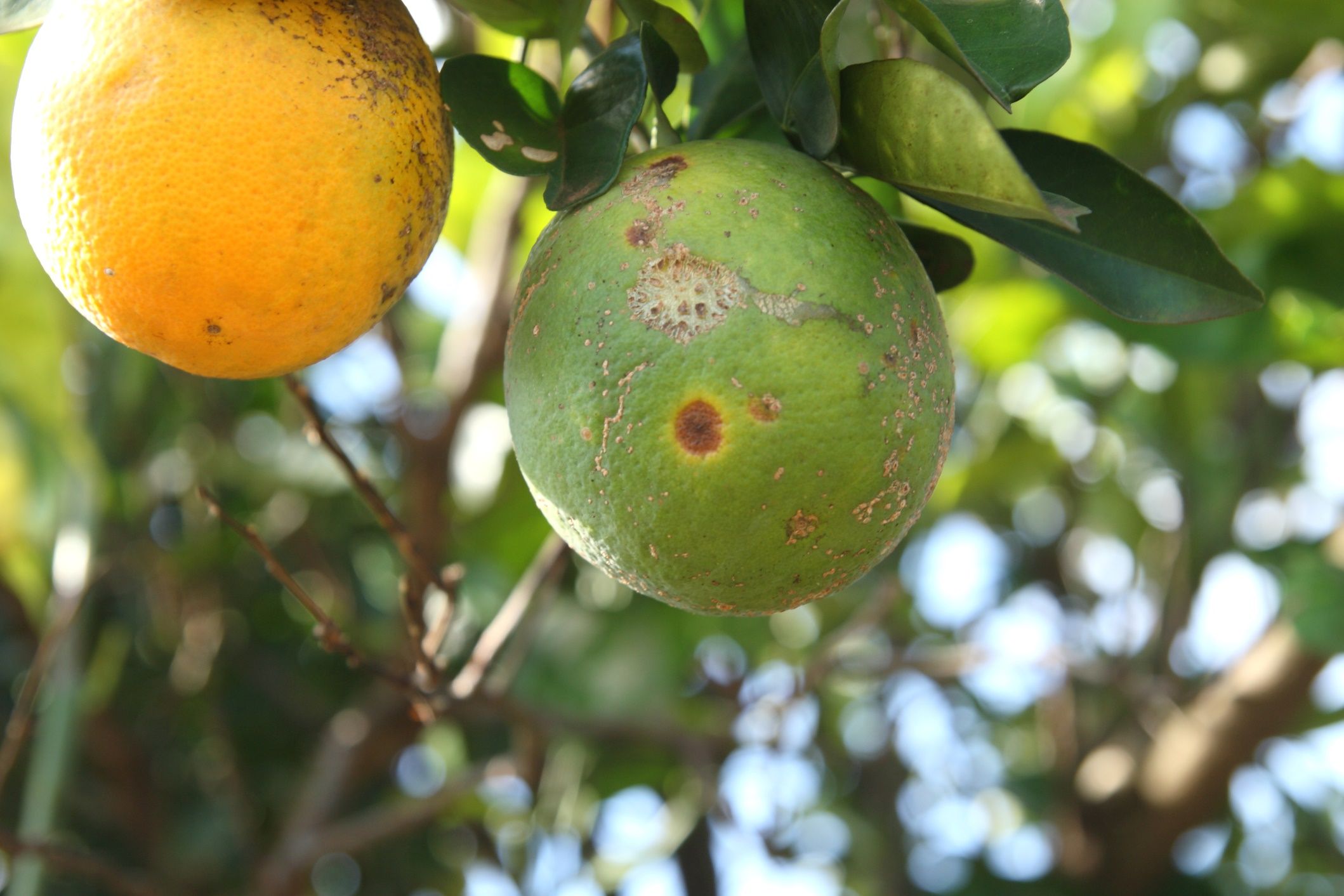 Older leprosis lesions.