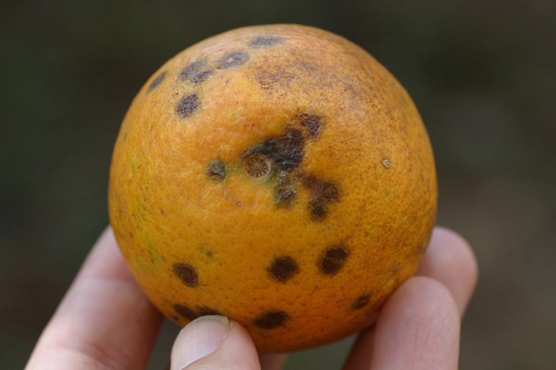 Example of citrus leprosis symptoms.