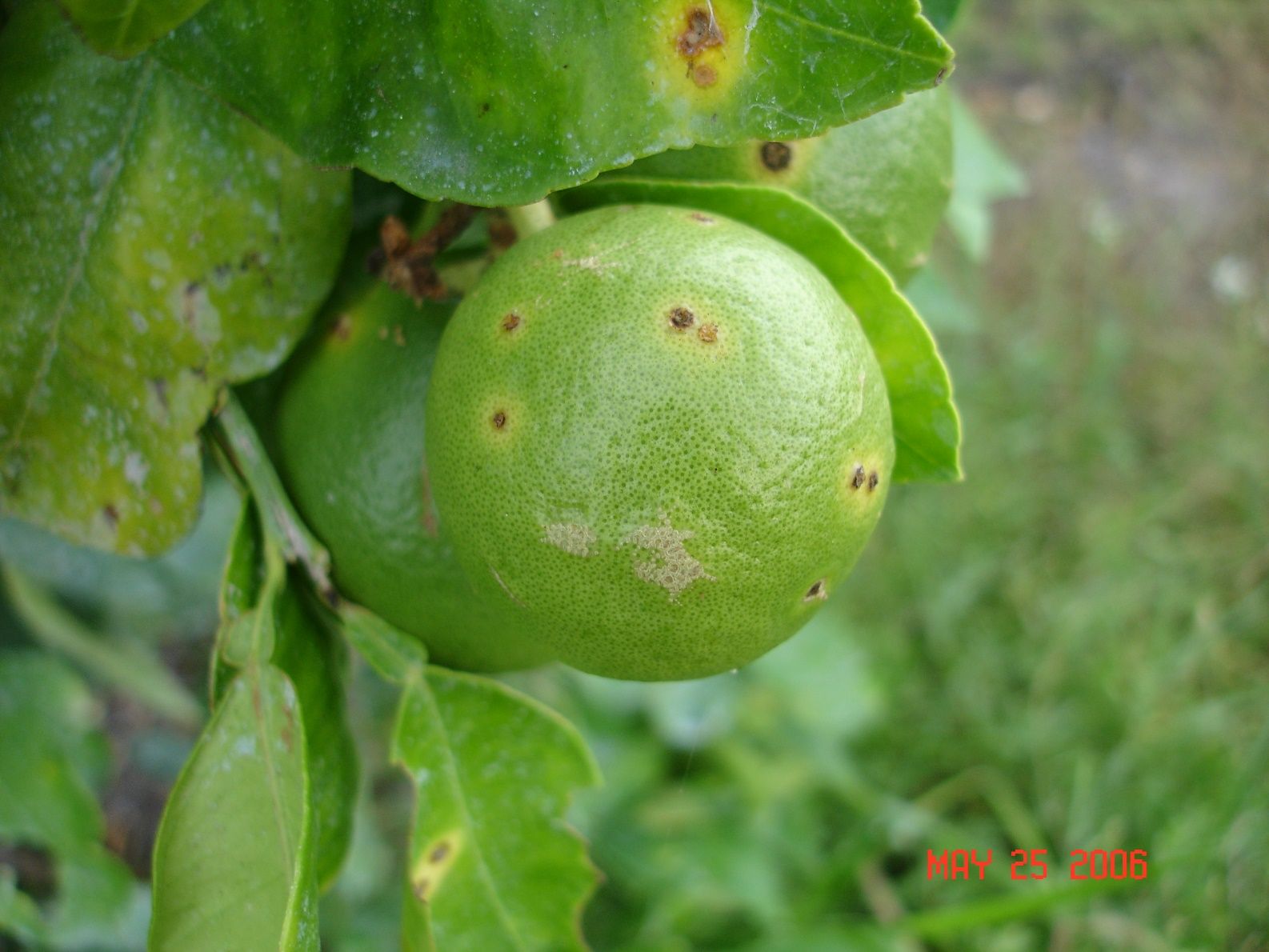 Example of citrus canker symptoms.