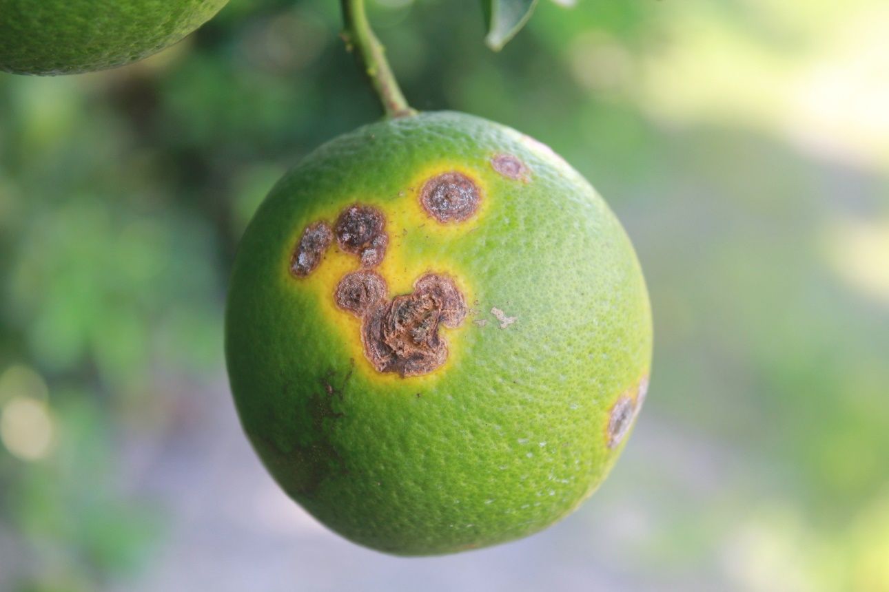 Older canker lesions.