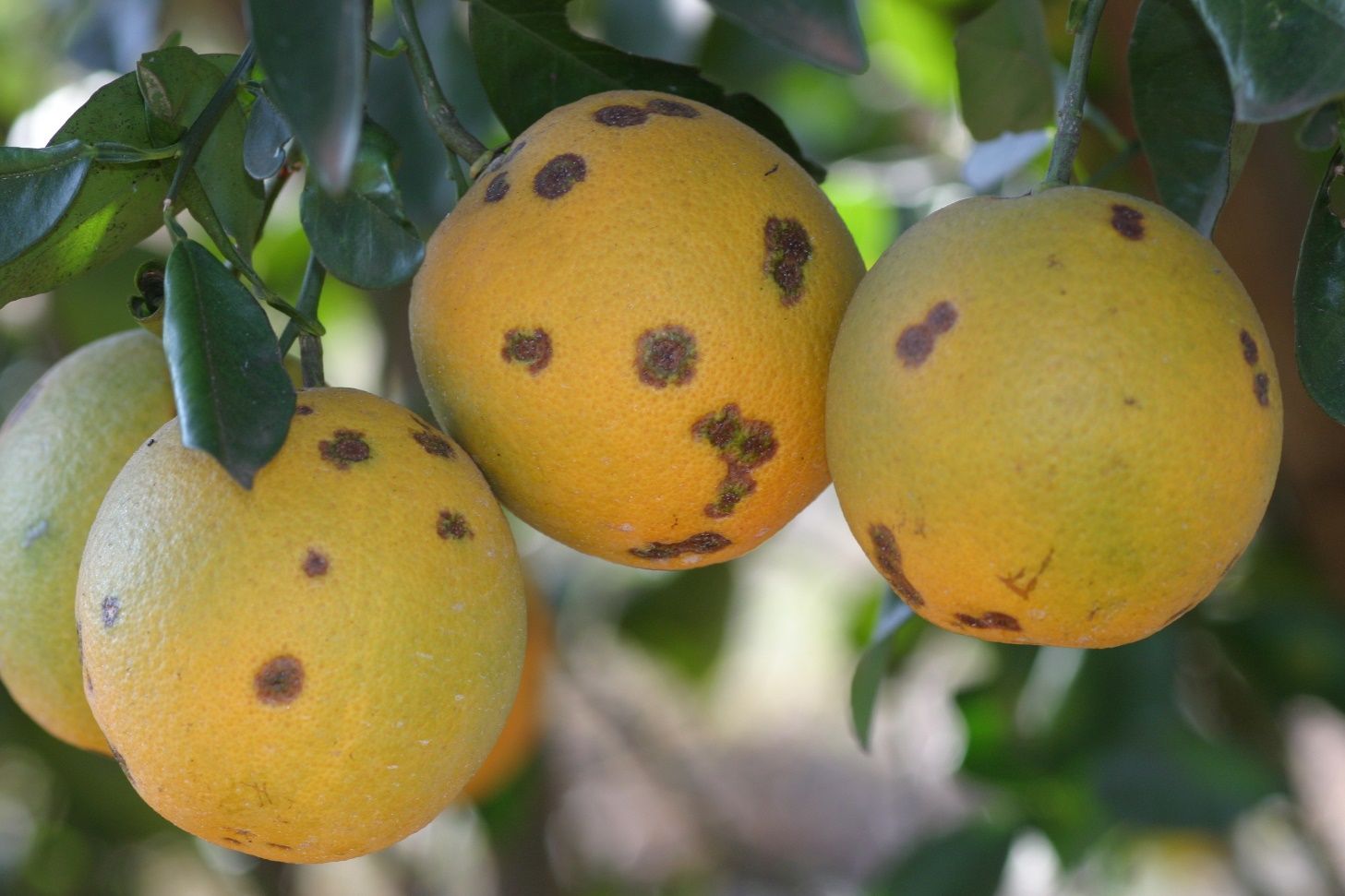 Example of citrus leprosis symptoms.