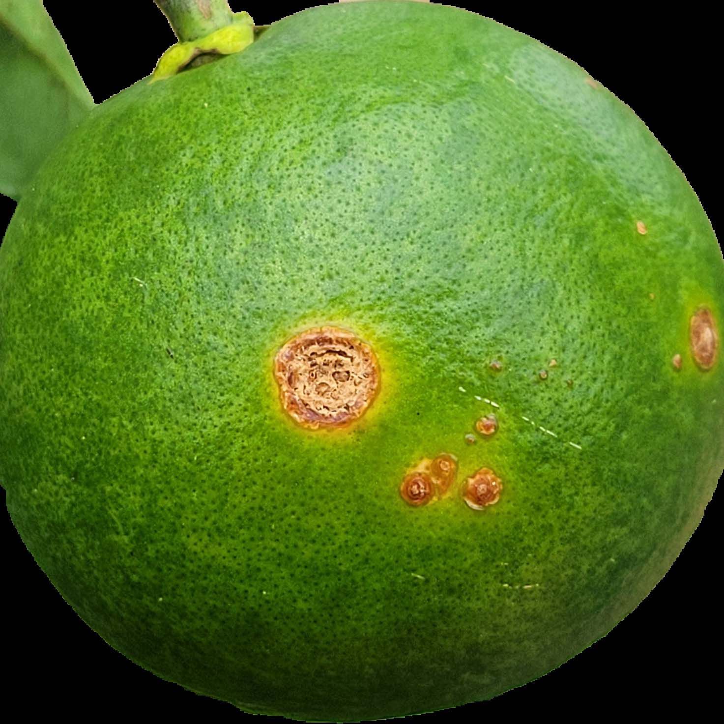 Example of citrus canker symptoms. 