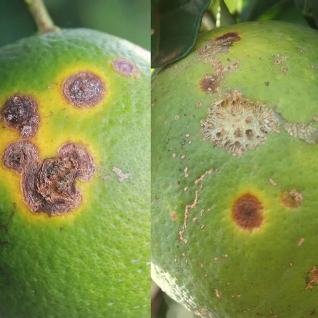 thumbnail for publication: Citrus Canker and Citrus Leprosis Fruit Symptom Comparison