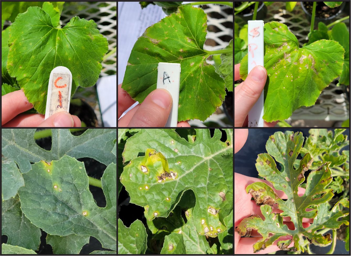 Top row: Bacterial leaf spot (BLS) symptoms on summer squash (Cucurbita pepo). Bottom row: BLS symptoms on watermelon (Citrullus lanatus). 