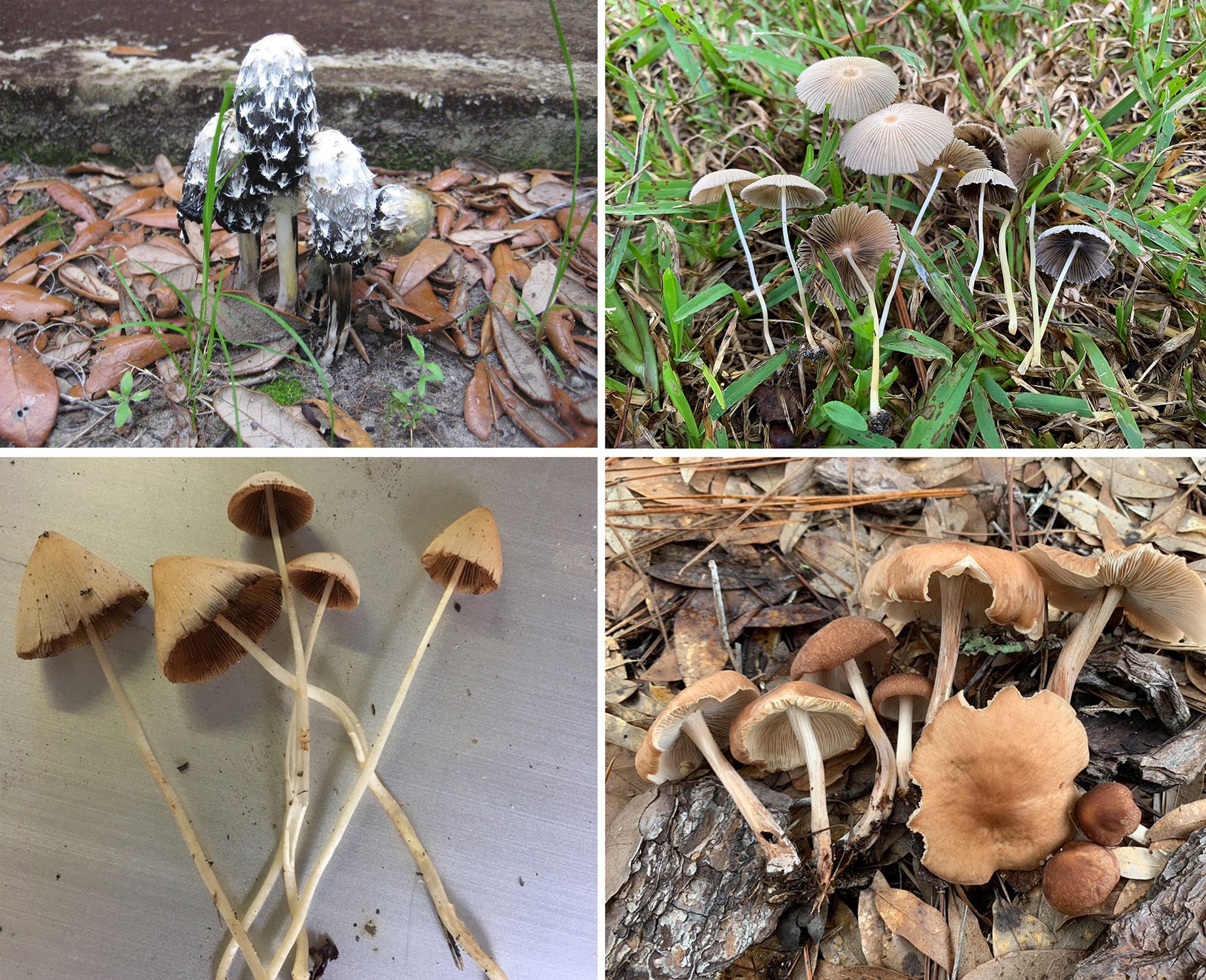 Other mushrooms that sometimes occur in potted plants in Florida. (A) Coprinus comatus. (B) Parasola plicatilis. (C) Conocybe apala. (D) Collybiopsis luxurians.