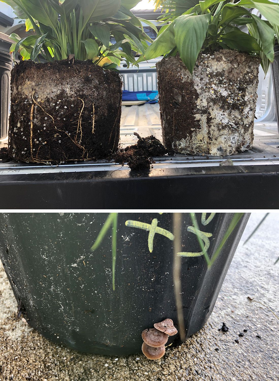 (A) Fungal mycelium produced by a mushroom-forming fungus species colonizing the soil in a potted plant. The mycelium of some mushroom-forming fungi can sometimes create a hydrophobic mat that may prevent nutrient and water uptake. (B) Mushrooms growing out of the drainage holes of a pot in a commercial nursery.