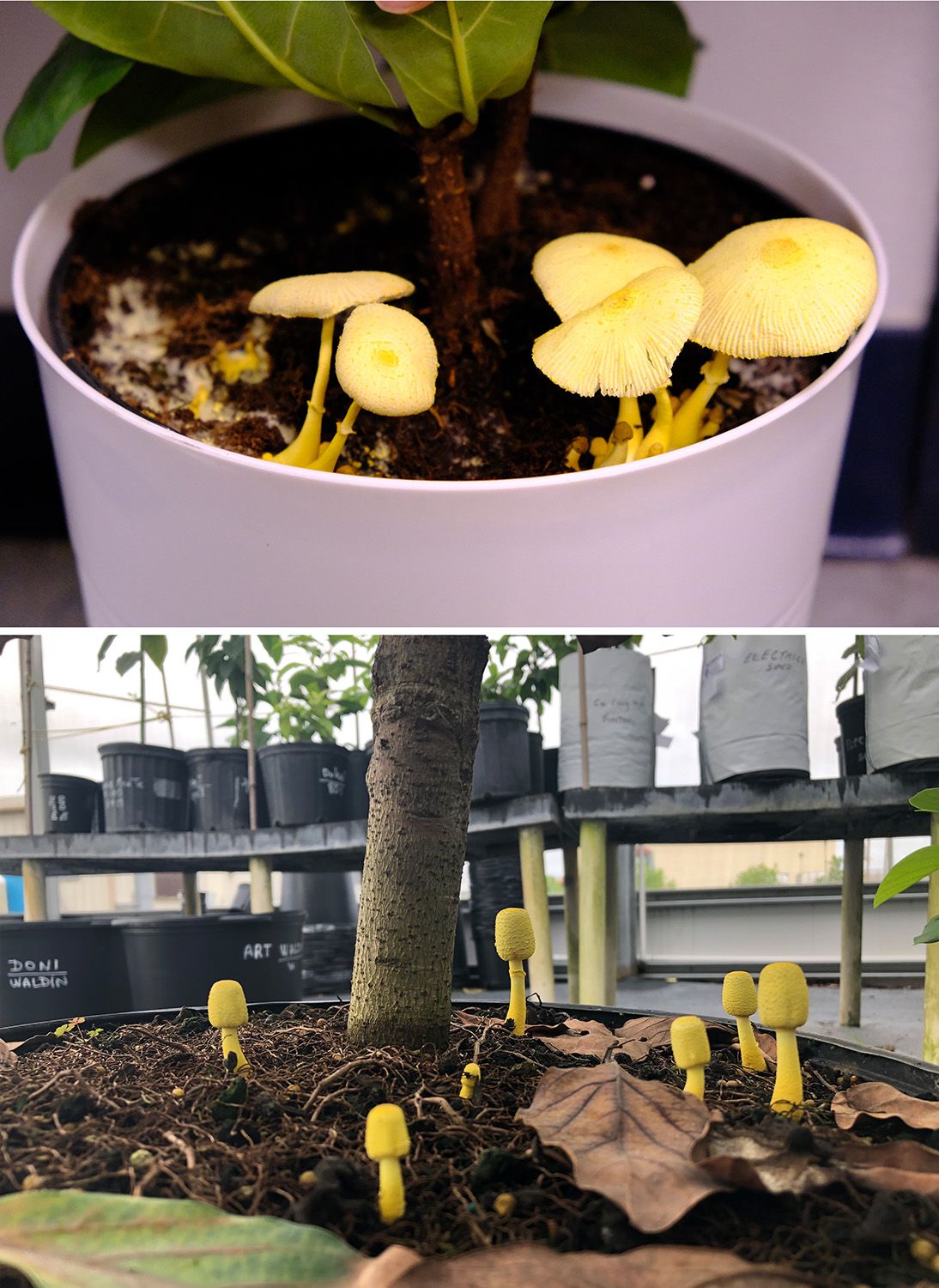 (A) Leucocoprinus birnbaumii fruiting in clusters from potting soil in an indoor plant. (B) Immature fruiting bodies in an outdoor potted plant. 