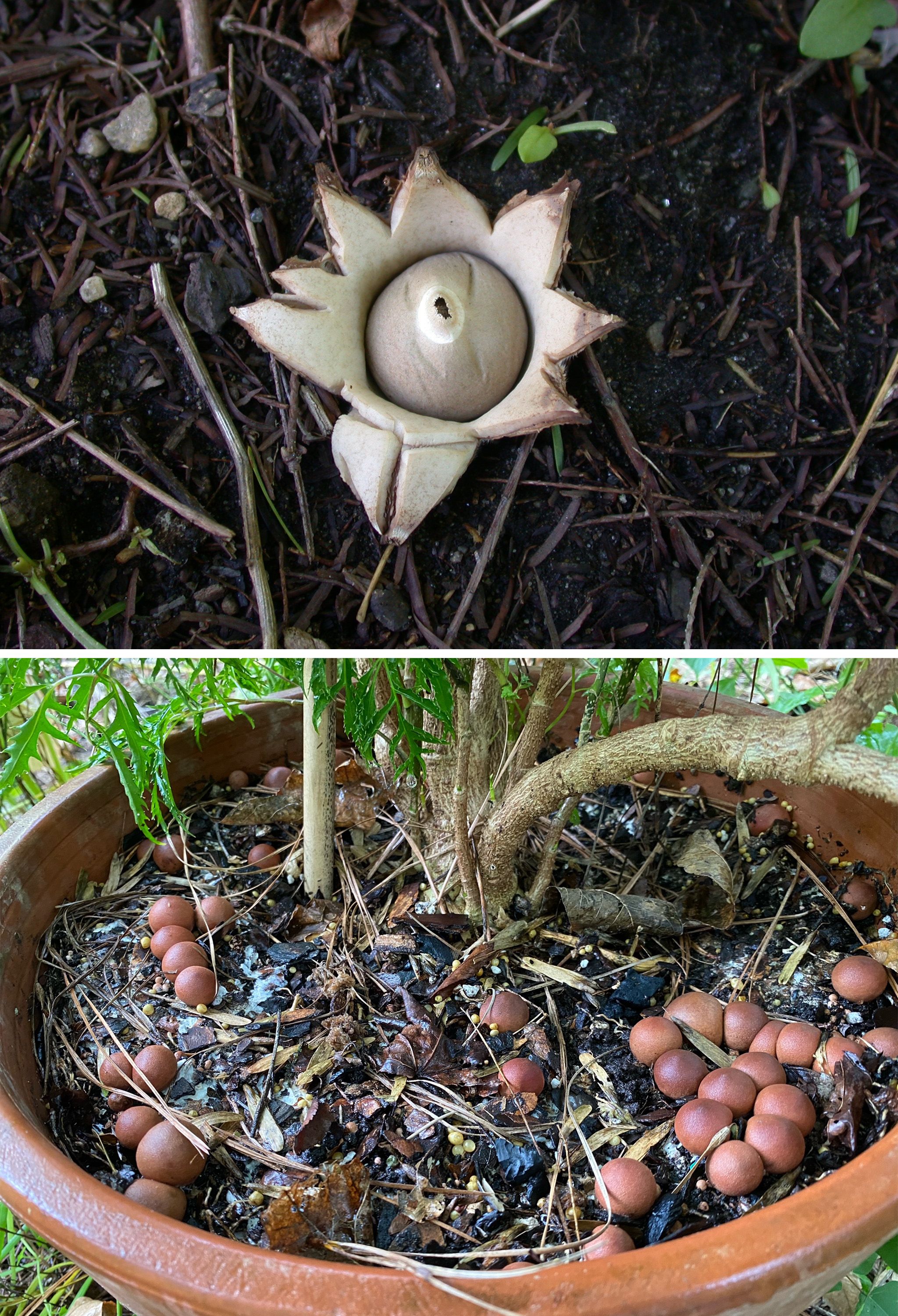 (A) Immature Geastrum fruiting bodies in a potted plant. (B) Mature Geastrum fruiting bodies growing in mulch. 