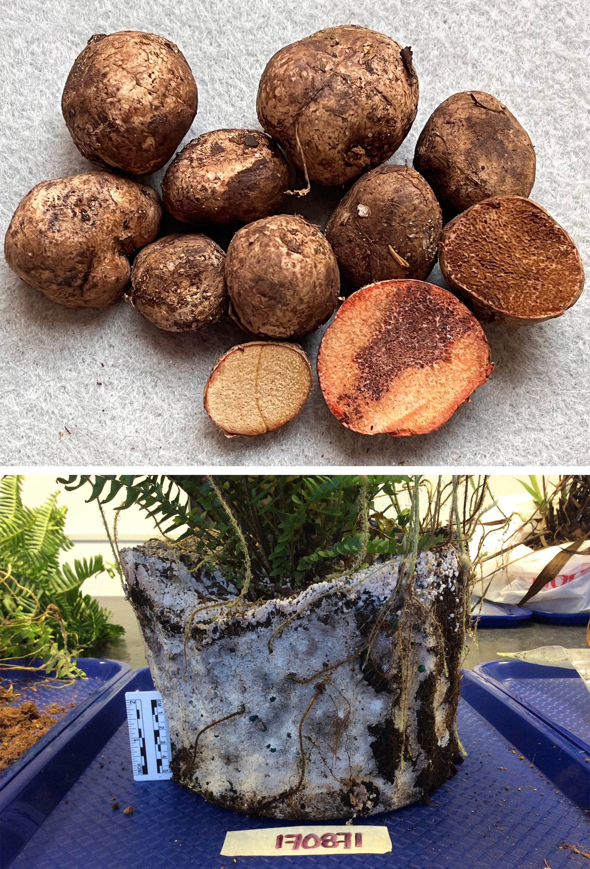 (A) Truffle-like fruiting bodies of Asperosporus subterraneus. Freshly cut fruit bodies turn pinkish and then dry to a darker color. (B) Thick mycelial mat colonizing the soil in a potted Boston fern plant.