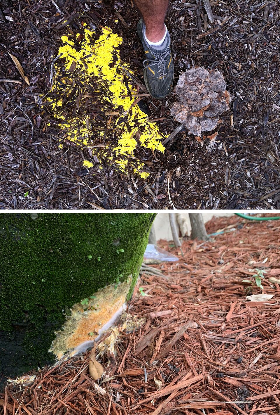 (A) Fuligo septica growing on mulch. Fruiting bodies can be prolific and sprawl over large areas. (B) Close-up photo of Fuligo septica growing on the side of a palm tree and on nearby mulch shows the scrambled egg-like appearance of this slime mold.