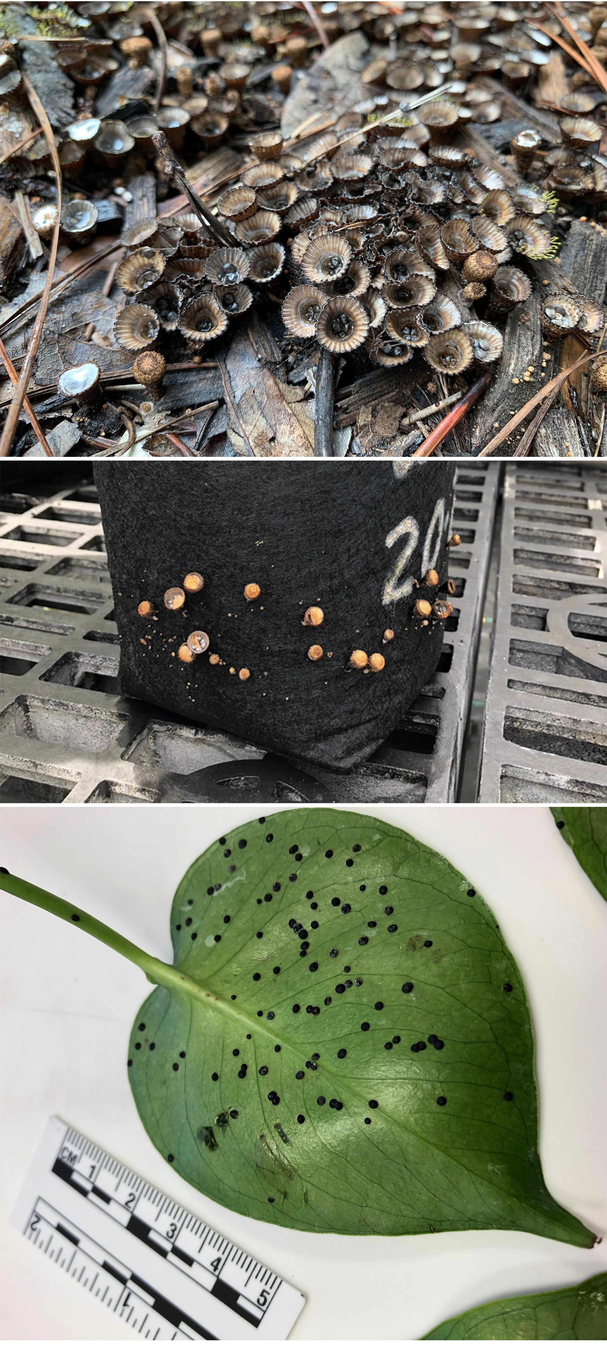 (A) Fruiting bodies of bird’s nest fungi on outdoor mulch show the cup-shaped peridium with peridioles inside. (B) Bird’s nest fungi growing on the side of an avocado pot in an outdoor shade house. (C) Bird’s nest fungi peridioles found on the underside of plant leaves.