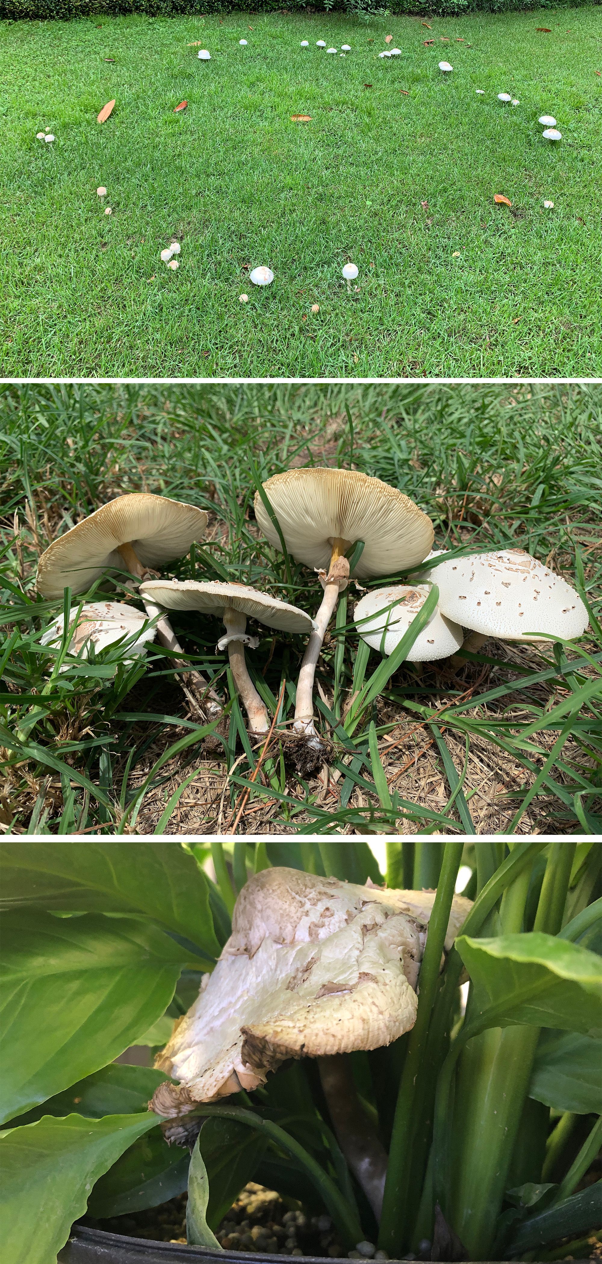 (A) Chlorophyllum molybdites fruiting in a fairy ring pattern on a lawn. (B) Close-up of C. molybdites mushrooms shows the annulus (ring) on the stipe. The gills on the underside of these fungi are white when they are young, but they turn green as the spores mature. (C) Chlorophyllum molybdites mushroom fruiting in an ornamental plant pot.