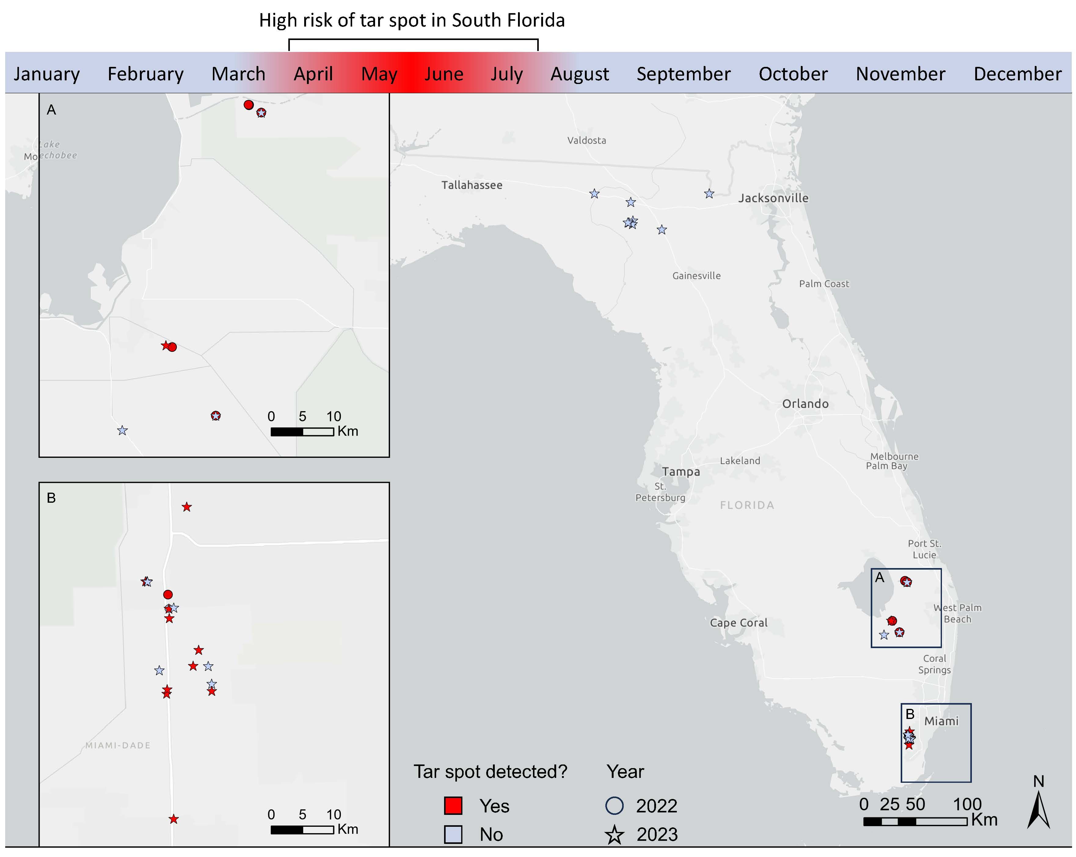 Geographical locations in Florida with tar spot occurrence (red) and absence (blue) in surveys conducted in 2022 (circle) and 2023 (star). The year timeline highlights in red the months (April–July) with significantly higher risk of tar spot occurrence where the disease has been previously detected (correlation = 0.56, P-value = 0.0001048). Inset maps highlight tar spot incidence in (A) Palm Beach, Martin, and (B) Miami-Dade counties.