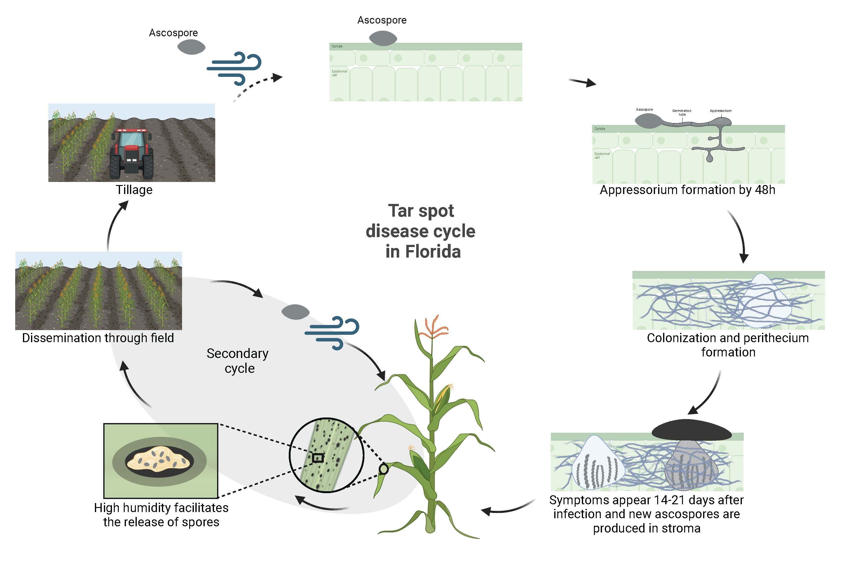 Tar spot disease cycle in Florida. Phyllachora maydis spores can be dispersed by wind. Once an ascospore falls onto the leaf surface of a susceptible maize plant, it germinates and forms a specialized infection structure called appressorium within 48 hours. The internal hyphal colonization expands, and a perithecium is formed. This fruiting body harbors new ascospores. Typical symptoms (i.e., protruding black spots [stroma] on leaf tissue) can be observed around 14–21 days. Under conditions of high humidity, spores in mature stromata ooze out and are disseminated to neighboring cells of the same leaf or adjacent plants in the field, constituting a secondary cycle of the disease. After the growing season, the field is tilled, and the crop debris with P. maydis are incorporated into the soil. The survival of P. maydis in these conditions is minimal, and its impact on the next growing season is limited.