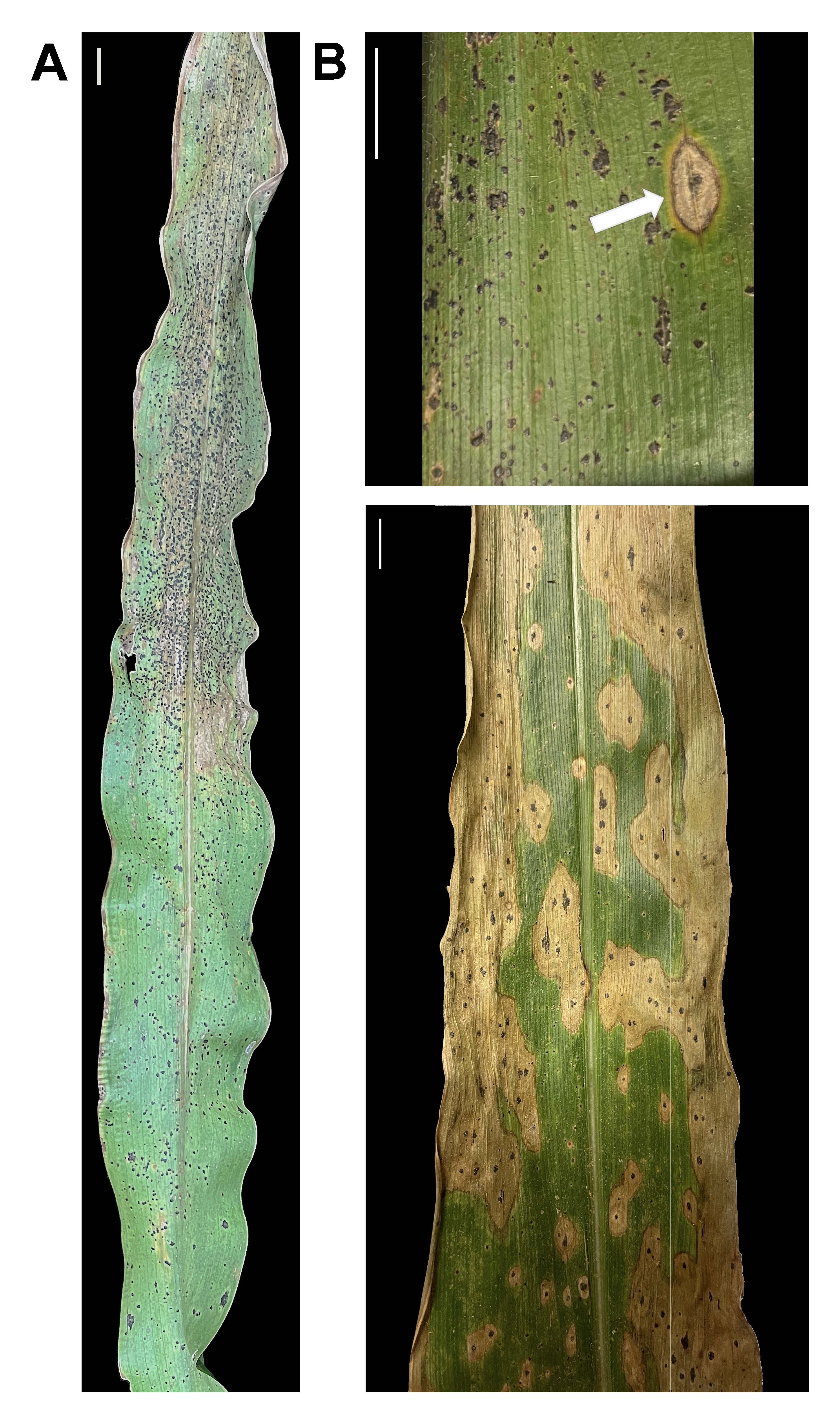 Maize leaves displaying typical tar spot signs and symptoms. (A) Dark-brown to black spots (stromata) distributed along the entire leaf. (B) Leaves exhibiting the fish-eye symptom (stroma surrounded by necrotic tissue), indicated by the white arrow. Scale bar = 1 cm.