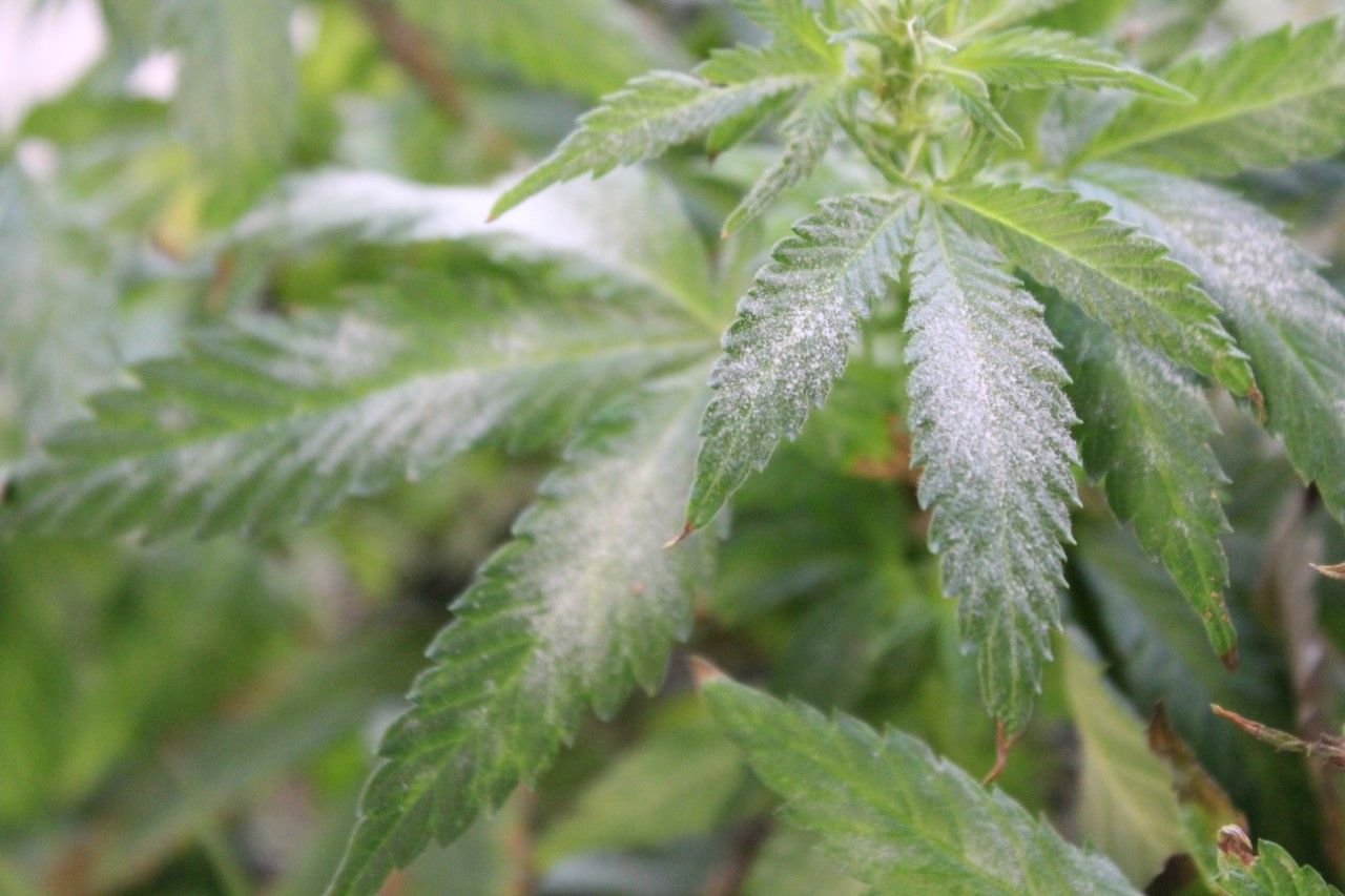 Green hemp leaves dusted with a white powdery substance.