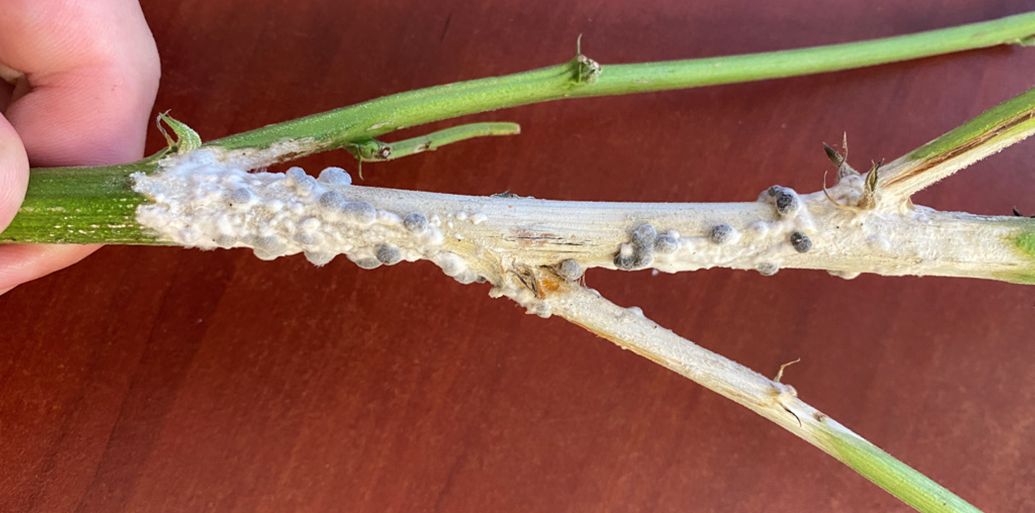 Previously green hemp stems, a section of which is now covered in a white-cottony substance with gray pimple-like lumps. The pathogen eats away at some parts of the stem since some cracking and peeling has occurred on the stem. 