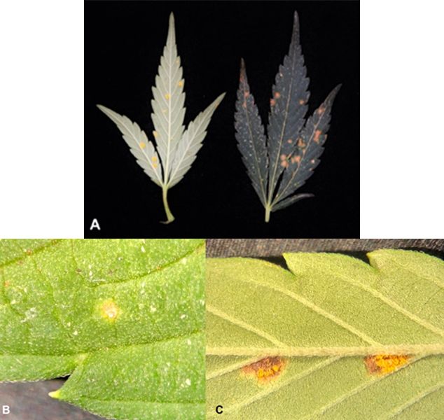 Image A shows the top (right) and bottom (left) sides of hemp leaf sparsely covered by rust-orange spots. Image B shows an early lesion that is faded yellow. Image C shows two rusty orange spots at a later stage in infection.