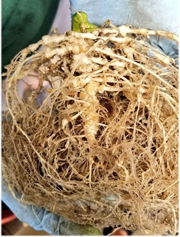 Many stringy hemp roots that appear a normal pale yellow or light brown, but there are nodes on roots close to the base of the stem. 