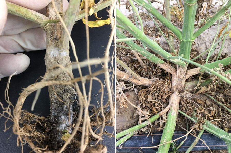 Left image shows light brown, dead roots and stem of infected hemp plant. Right image shows healthy green stems on a hemp plant except for a sudden interuption on the main stem where light brown, dead stem has appeared, breaking the plant apart at the injury.