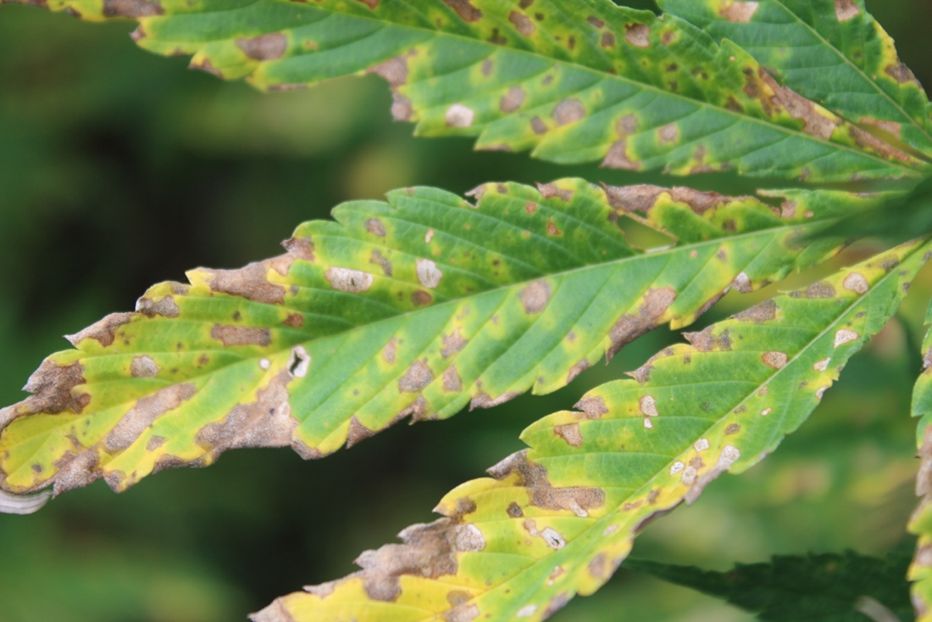 Mostly green hemp leaf with numerous brown, dead spots which are surrounded by yellow discoloration.