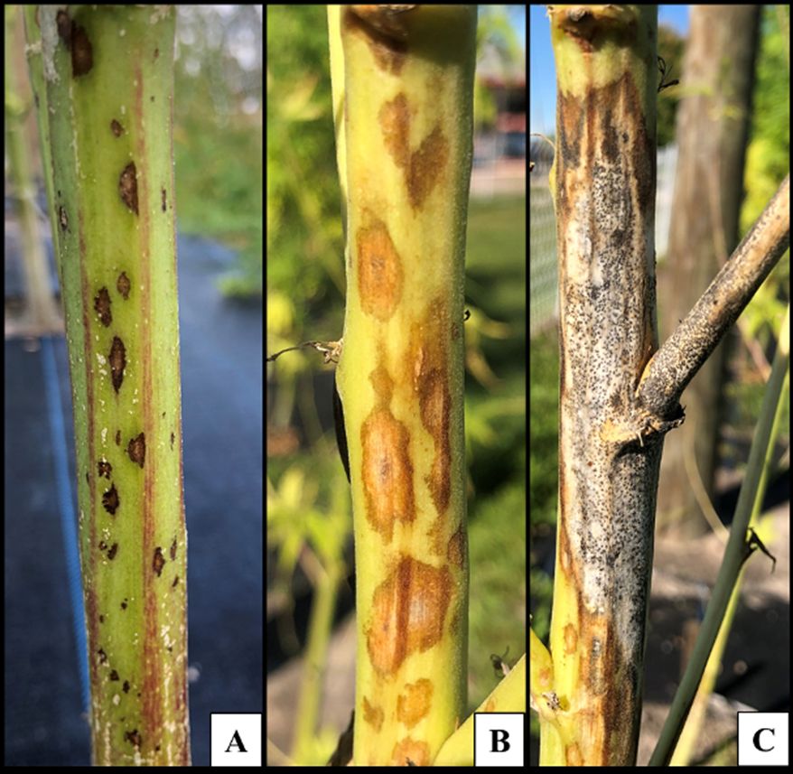 Image A shows stem of hemp plant that is green except for sparse long brown stripes and spots with light brown centers and dark brown edges. Image B shows another stem with the same lesions but they appear lighter in color and have no stripes. Image C is a stem with the brown lesions and a large section that is pale brown with small coffee-brown speckles.