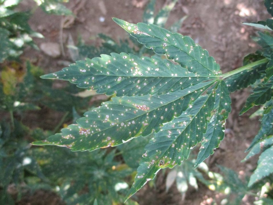 Dark green hemp leaf with numerous, small whiteish, round spots and a few dead, brown patches.