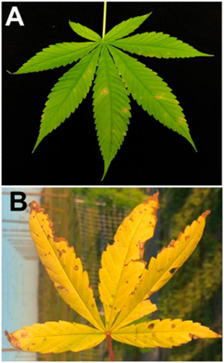 Top image is green hemp leaf with a few round, golden-yellow spots. Bottom image is a yellow hemp leaf with dying and deteriorating edges and spots that look the same in color and texture as the dying edges.