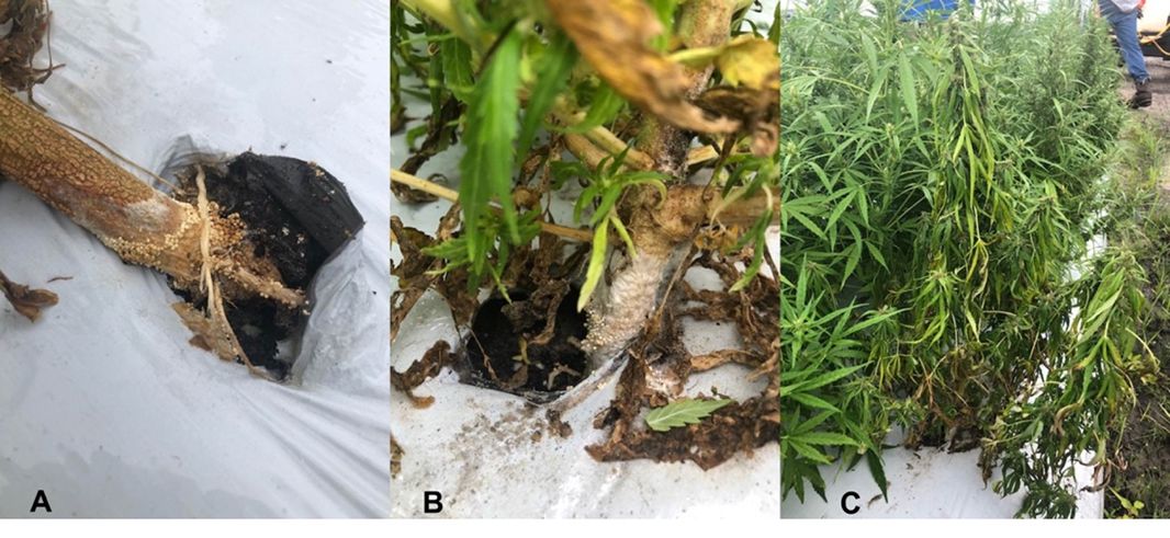 A and B images show a white fuzzy substance covering the base of the hemp plant near the roots. Image C shows withered hemp plants, yellow and brown in some places.