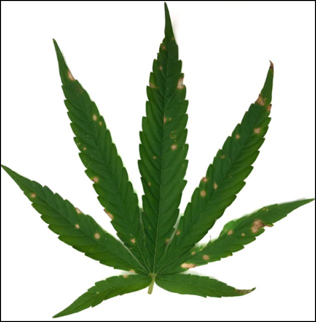 Green hemp leaf with sparse yellow, faded spots.