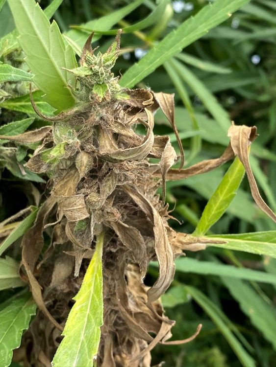 Hemp flower buds that have withered away, appearing brown, dead, and crunchy in texture.