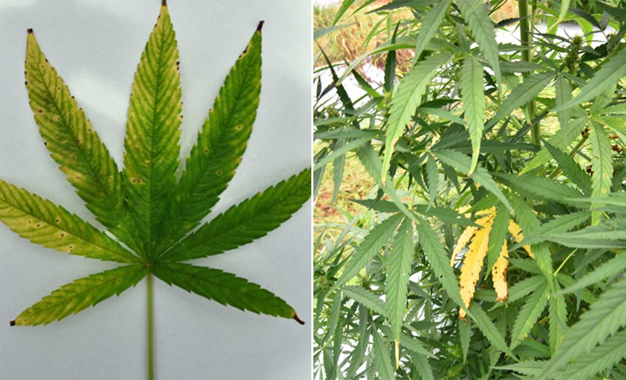 Hemp leaves. Some are entirely yellow with brown spots along the edges, while others have faded yellow and a few brown spots along the edges.