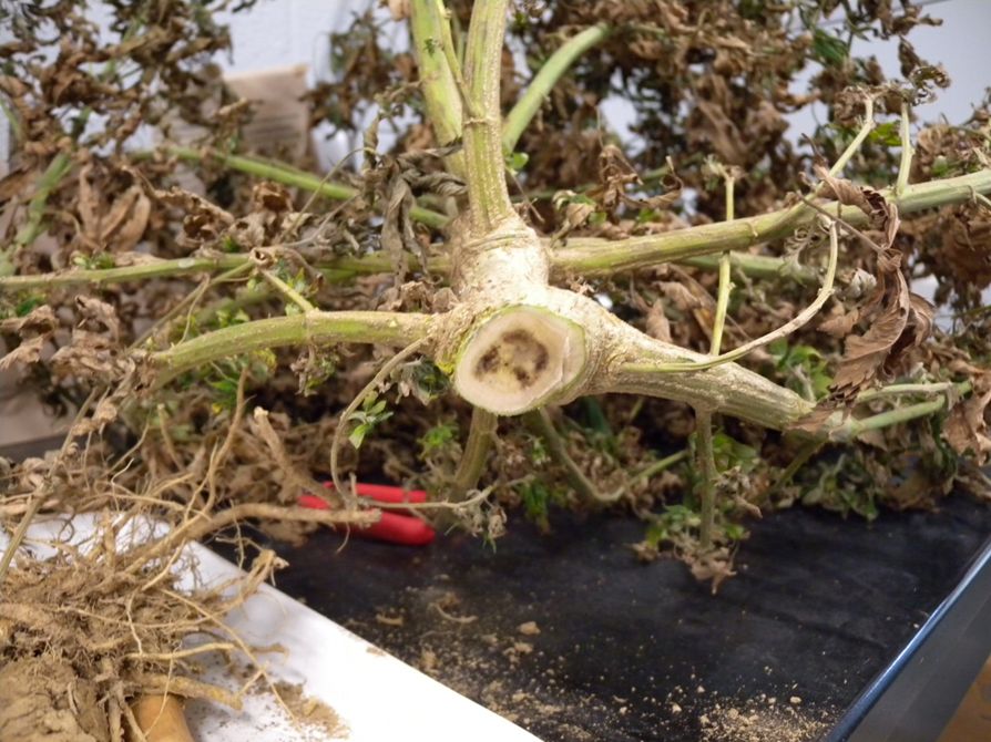 Hemp plant cut down at the base and turned on its side. The image views the stem center when the plant was cut. Inside the stem, it is a white-brown color with a dark-brown, almost black center.