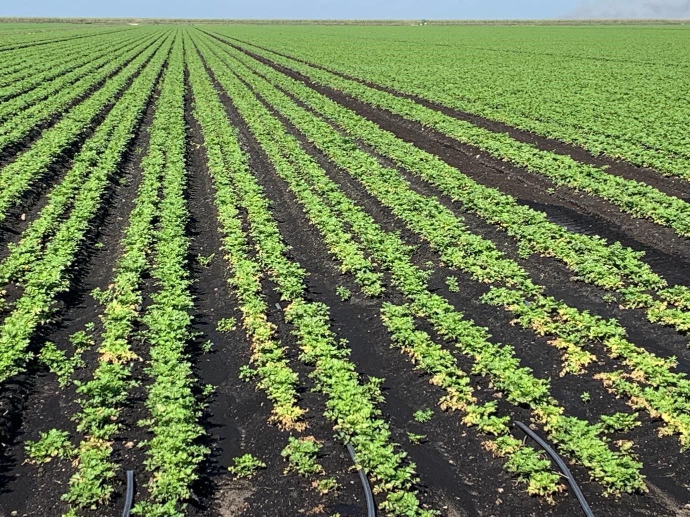 Field overview showing celery plants affected by Fusarium wilt. The plants are stunted, yellowing, and dead, all of which negatively impact yield. In this field, symptoms are more pronounced along the borders. 