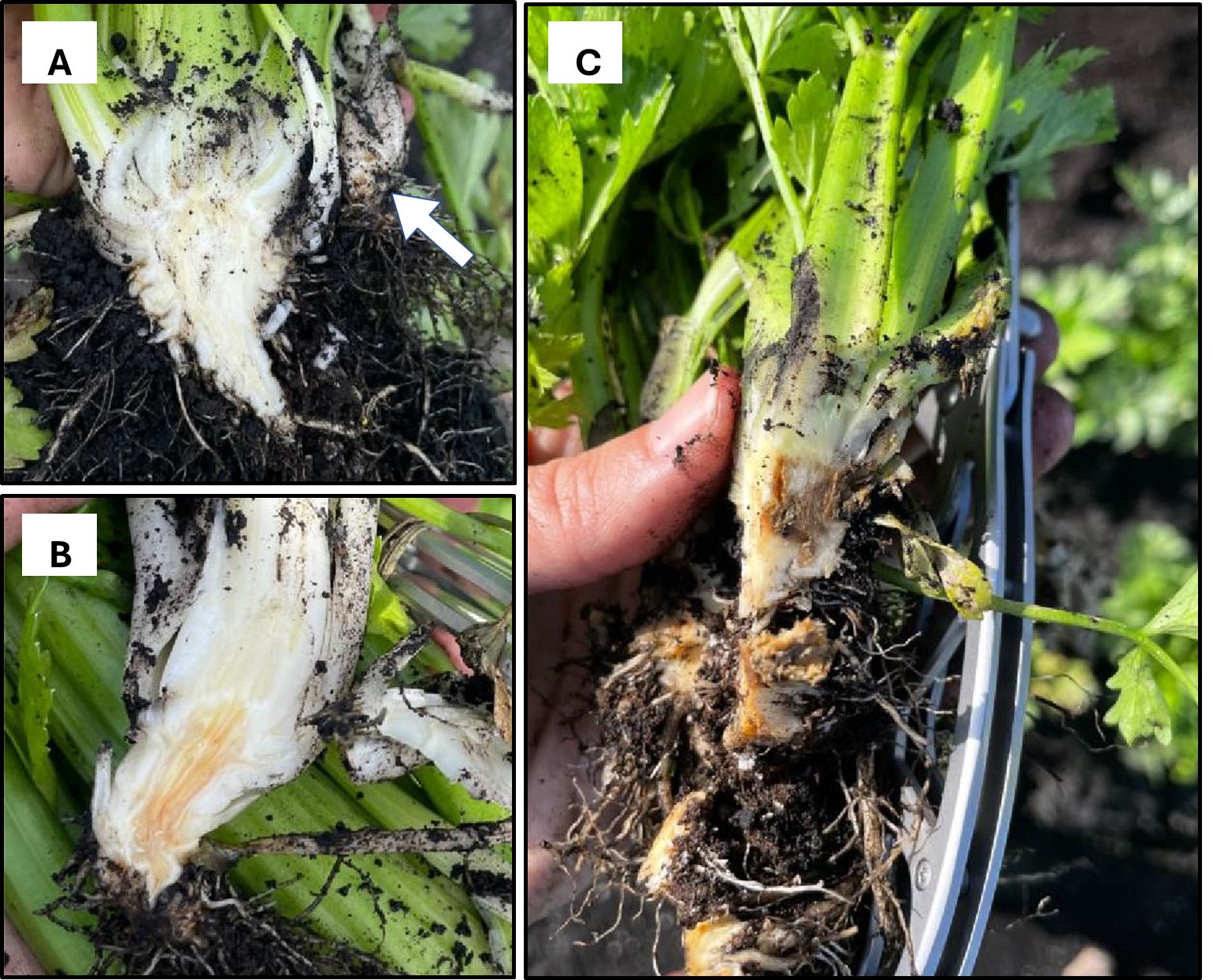 Celery plants naturally infected with Fusarium oxysporum f. sp. apii race 4. (A) Secondary plant exhibiting crown symptoms (indicated by white arrow) while primary plant remains asymptomatic. (B) Intermediate symptoms of vascular discoloration on the main root and crown. (C) Advanced symptoms of vascular discoloration on the primary and secondary roots and crown of celery plants. 