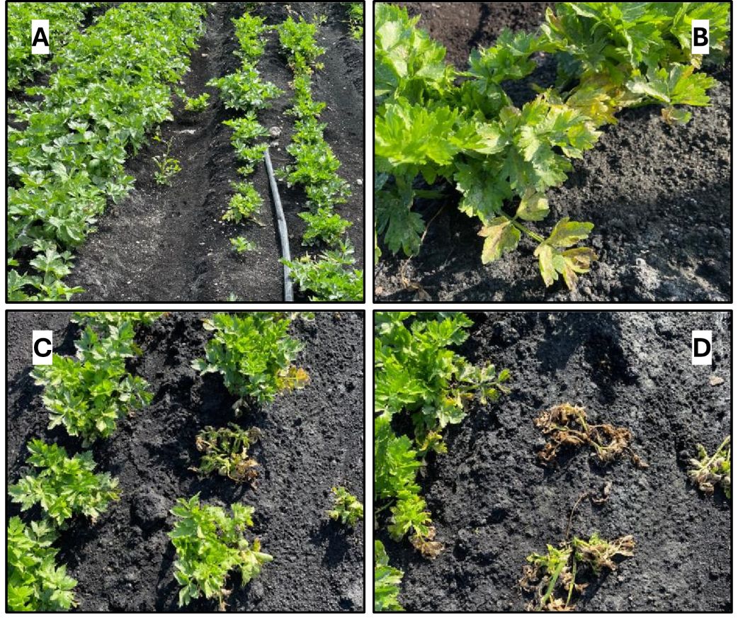 Fusarium wilt symptoms observed in celery plants in the field in Florida. Symptoms include (A) stunting, (B) chlorosis of lower leaves, (C) wilting, and (D) death in plants. 