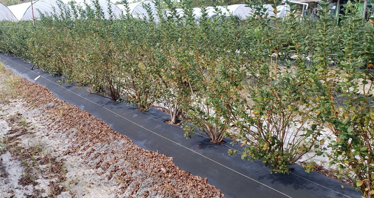 Row of small blueberry bushes with somewhat sparse leaves on their branches, and the soil in front of them is littered by brown, dead, fallen leaves.