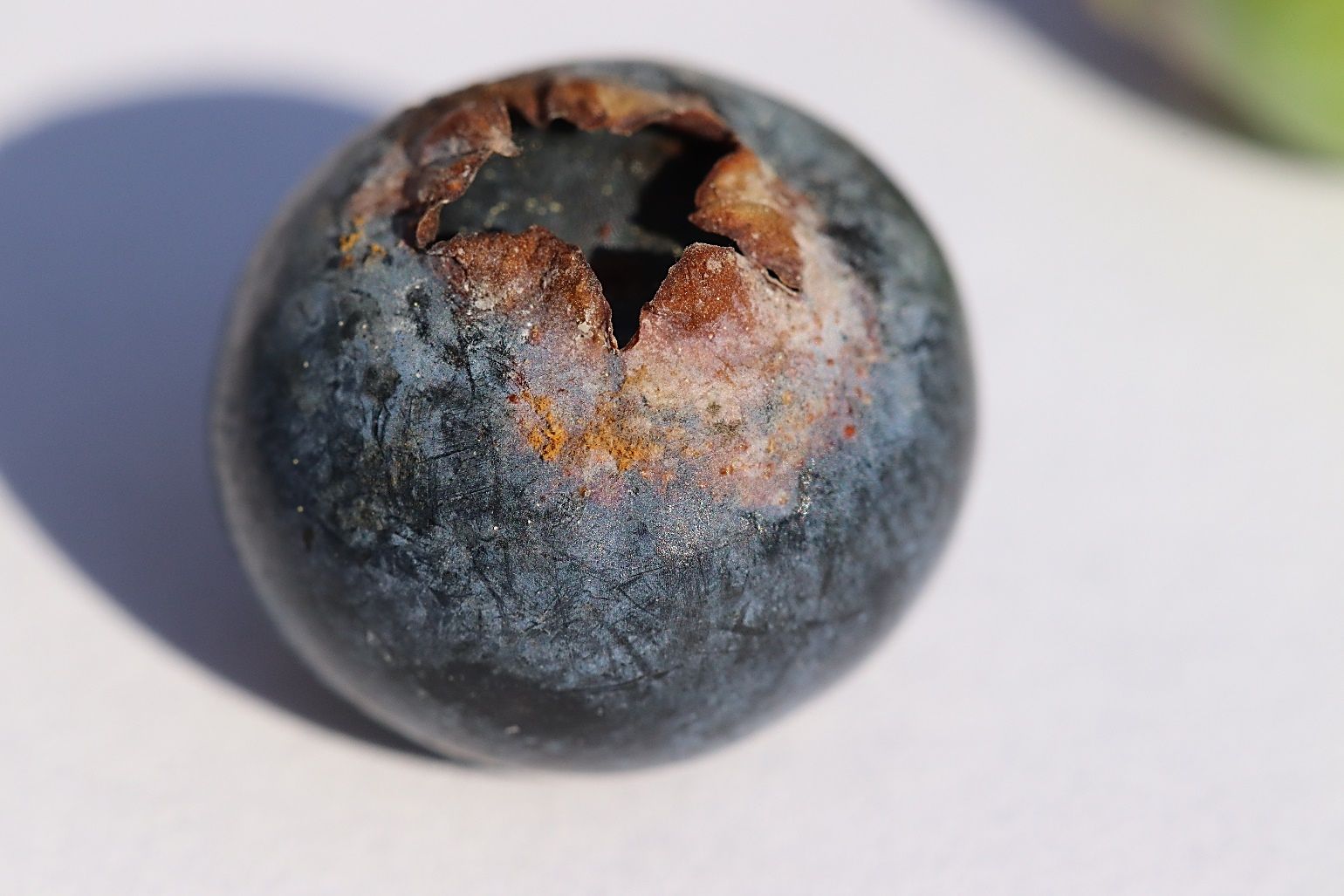 Close-up of a blueberry that is a normal blueish color except for the orangey-brown, rust-colored, dusty skin at the top where the stem used to be (stem end).