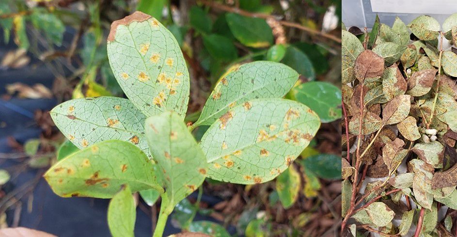 Close-ups of leaves: (left) mostly green leaves with brown dying leaf margins and several spots covering the rest of the leaf that have yellow borders and brown centers; (right) bunch of leaves with substantial portions of the leaf area brown and dying while also covered in tiny brown spots.