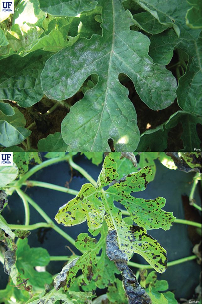 Substances on otherwise healthy leaves: one (left) with a white powder like fine sand and the other (right) with black, watery-looking blotches.