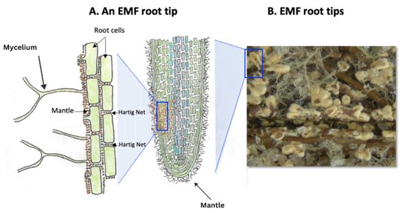 Diagram of close-up (A) on the root tip of an EMF colonized host plant (B): rectangular cells are aligned like two columns of bricks; they have channels evenly spaced around them that are filled with vein-like mycelium/hyphae, which are labeled as making up the Hartig net; and the borders around the cells individually and as a whole root tip are indicated as the mantle.