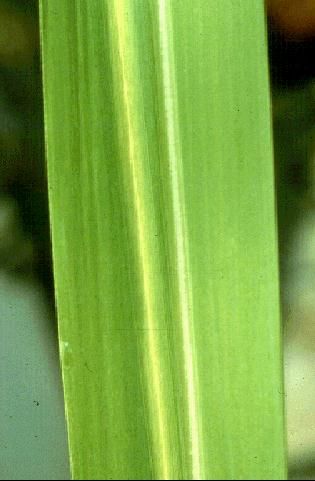 Figure 1. Pencil line streak on a sugarcane leaf caused by the leaf scald pathogen.