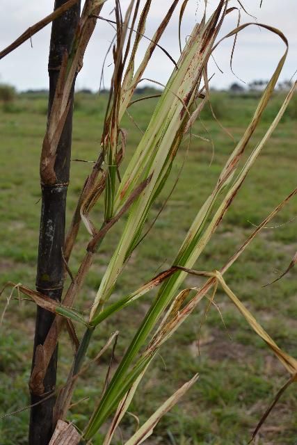 Figure 4. Side shoots along the sugarcane stalk showing partial leaf chlorosis and pencil lines.